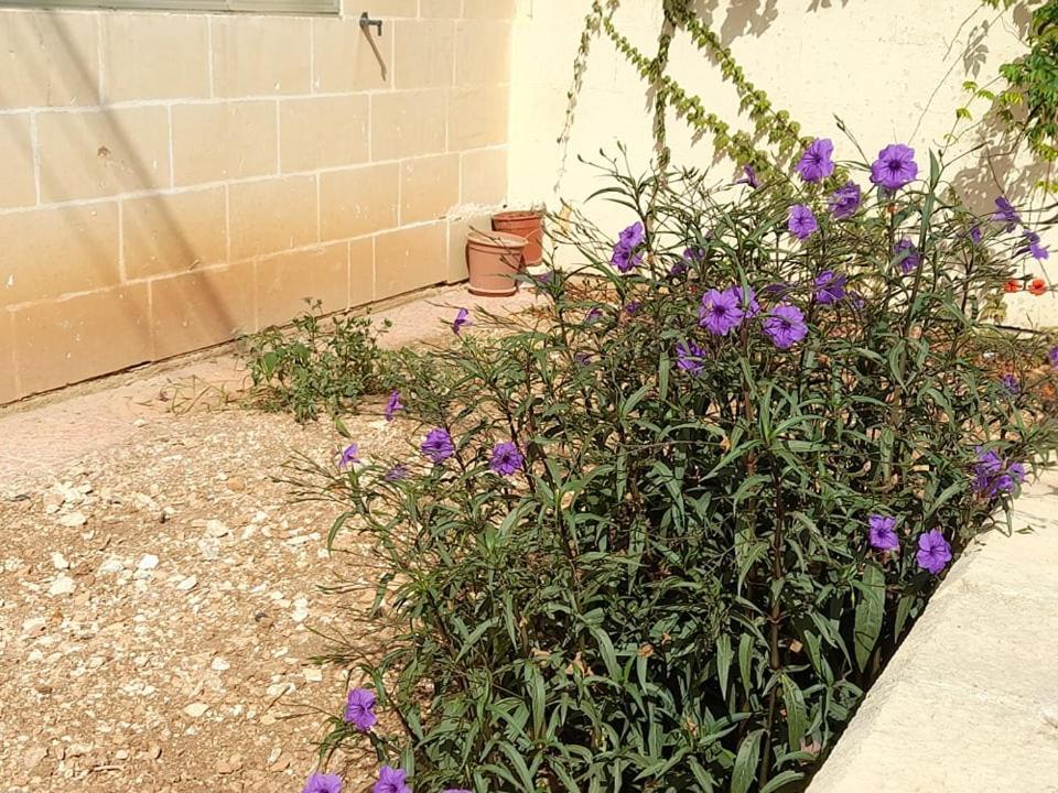 Dynesty B&B Birzebbuga Exterior photo